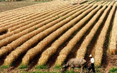 В Китае собрано 60% урожая пшеницы