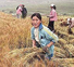 В Китае убрано 80% урожая озимой пшеницы