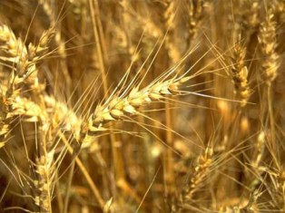 В Китае убрано 80% урожая озимой пшеницы