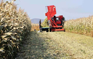 В 2014 г. сбор зерновых в Хэйлунцзяне составит 70 млн т