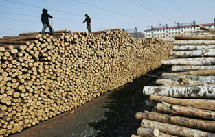 Валовая продукция лесного хозяйства Китая достигла $731 млрд