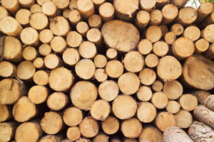В Харбине открылся первый таможенный склад для древесины