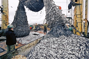 Украина и Китай будут сотрудничать в сфере рыбного хозяйства
