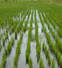 КНР повышает закупочные цены на рис
