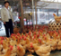 На поддержку китайского птицеводства выделено $48,54 млн