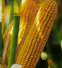 Украина хочет поставлять в Китай кукурузу