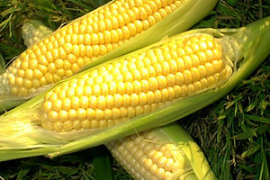 Украинской кукурузе расчистили путь в Китай