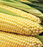 Украинской кукурузе расчистили путь в Китай